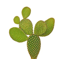 Printed kitchen splashbacks Cactus close up of cactus