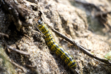 Obraz na płótnie Canvas Yellow and Black Caterpillar