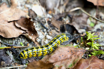 Yellow Larva with Hair