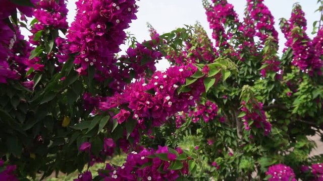 bougainvillea pink flowers in spring garden