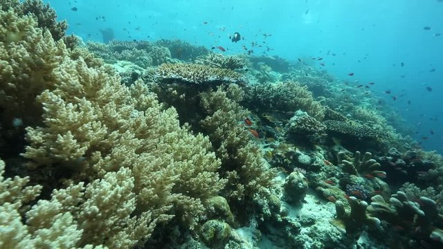 Coral reef biodiversity at Kakaban Island, Kalimantan 