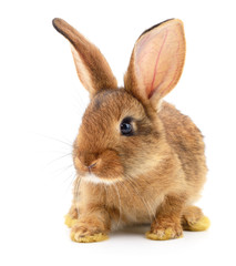 Brown rabbit on white.