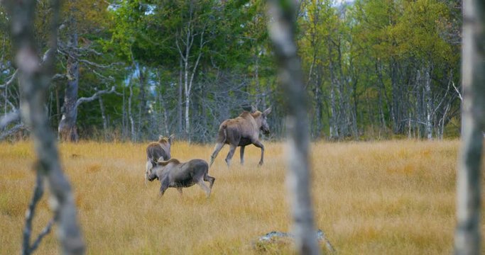 Female moose mother with two young elk calfs walks in forest