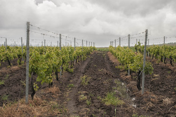 Vineyard