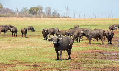 Matusadona  is a park on the shoreline of Lake Kariba.  Large herds of Cape Buffalo are abundant due to the lush vegetation, Zimbabwe