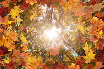 autumn red and orange leaves with sunset background