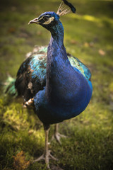 Fototapeta premium Ein Pfau auf einer Wiese