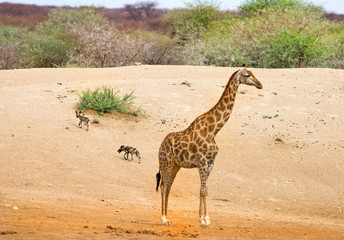Giraffe standing on the open plains with a jackal in the background, Erindi, Namibia