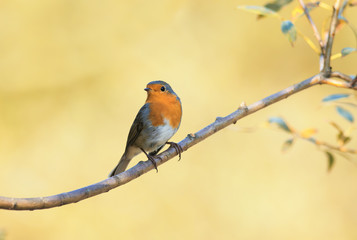 little orange bird Robin sitting on a thin branch in the garden on a Sunny day