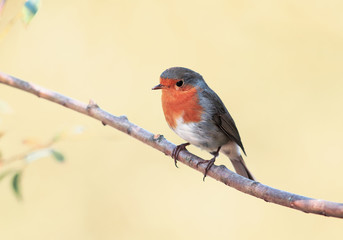 beautiful little orange bird Robin sitting on a thin branch in the garden on a Sunny day