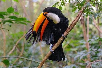 Colorful toucan in the aviary