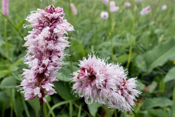 special purple and pink flower