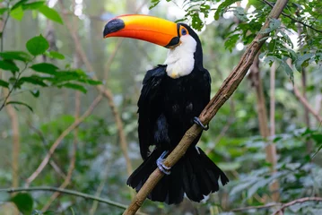 Photo sur Plexiglas Toucan Colorful toucan in the aviary