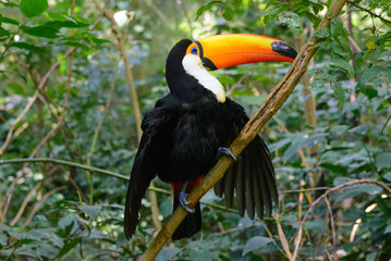 Obraz premium Colorful toucan in the aviary