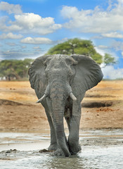 Majestic Large bull elephant standin as if posing on the open African Plains with a nice bush and cloud background, hwamge, zimbabwe