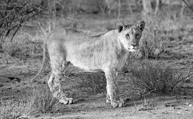 Adolescent lioness standing in the bush looking directly into camera, Erindi, Namibia