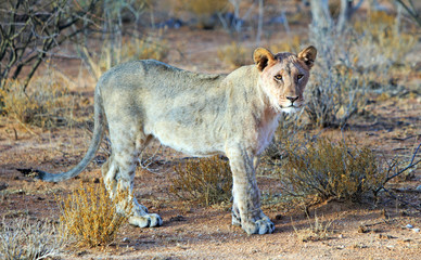 Adolescent Lion standing looking in the bush veld looking alert, Erindi, Namibia