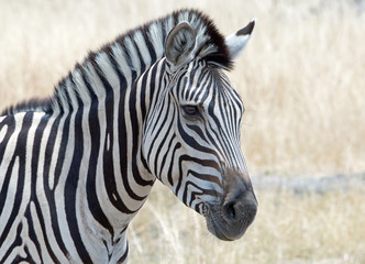 Fototapeta na wymiar Close up of a Burchell Zebra face