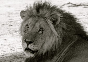 Scarred Male Lion looking into camera in Erindi, Namibia