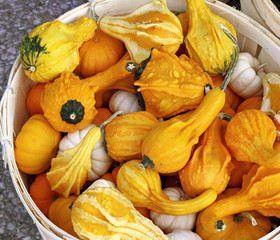 A basket filled with Ornamental Gourds of different sizes and shapes
