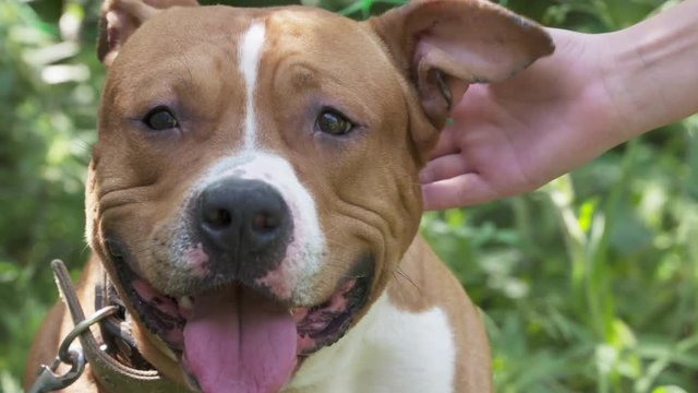 American staffordshire terrier pitbull dog face closeup. Girl's hand stroking the dog's head. Young pit bull white and brown color sitting on a grassy lawn. Smiling amstaff looking at the camera.