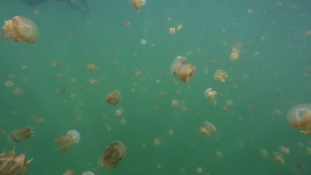Thousands of harmless jellyfish swimming in Kakaban island lake, Kalimantan