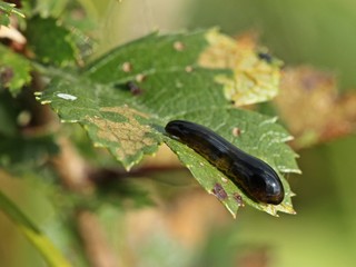 Larve der Schwarzen Kirschblattwepe (Caliroa cerasi) 