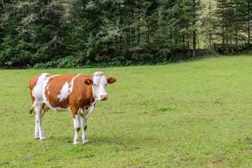 Fototapeta na wymiar Kuh auf einer Weide in Österreich