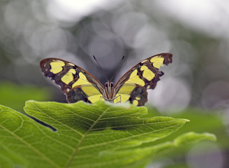 Yellow and brown striped butterfly with wings extended
