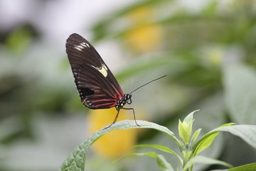 side view of a butterfly resting on a leaf