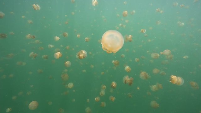 Thousands of harmless jellyfish swimming in Kakaban island lake, Kalimantan