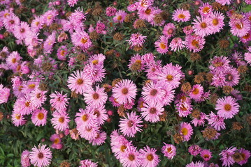 Fototapeta premium Autumn asters flowers