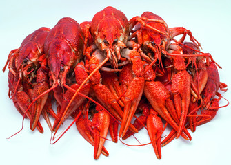 red crawfish with large claws, isolated on white background.