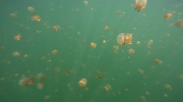 Thousands of harmless jellyfish swimming in Kakaban island lake, Kalimantan