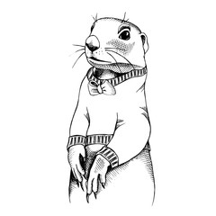 Fototapeta premium Gopher in a pullover. Vector black and white illustration.