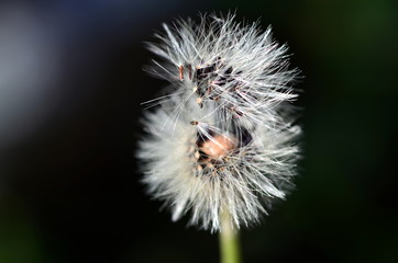 Samen an einer verblühten Blume