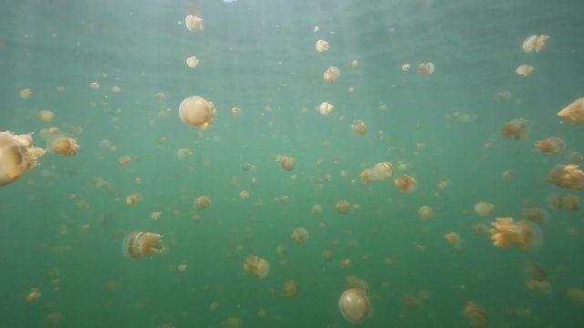 Thousands of harmless jellyfish swimming in Kakaban island lake, Kalimantan