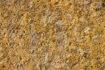 moss on a concrete wall