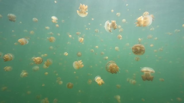 Thousands of harmless jellyfish swimming in Kakaban island lake, Kalimantan