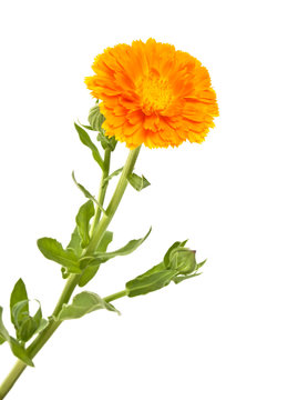 Calendula Officinalis, flower with leaves isolated on a white background