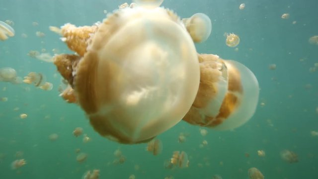 Thousands of harmless jellyfish swimming in Kakaban island lake, Kalimantan