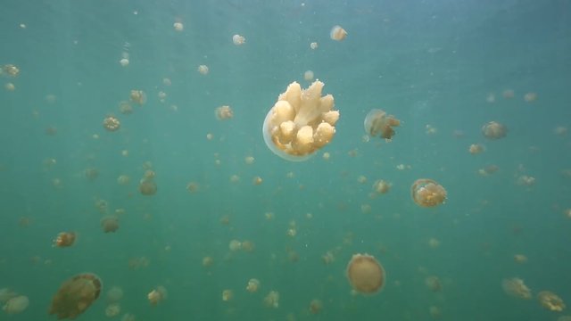 Thousands of harmless jellyfish swimming in Kakaban island lake, Kalimantan