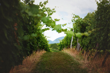 Narrow path through green vineyard