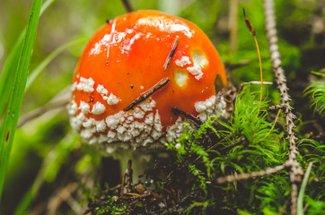 Little red Toadstool 