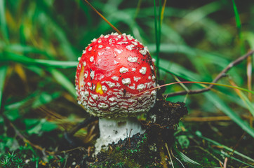 Red Little Toadstool