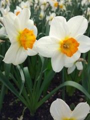 Spring Flowers in Moscow, year 2017