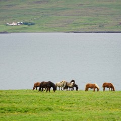 Landschaft mit Pferden am Hvalfjörður (Walfjord) in Islands Süd-Westen