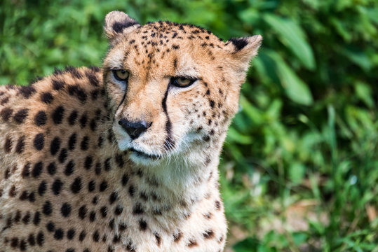 Closeup of Cheetah Face