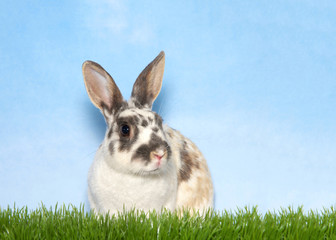 Gray spotted white bunny sitting in tall grass looking to viewers right. Blue background sky with clouds.