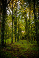 Naklejka premium Woods in San Vittorino